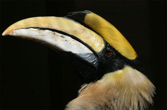 Picture 10 of The bird has the 'treasury' that appeals to most Vietnamese partners