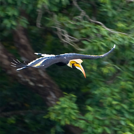 Picture 8 of The bird has the 'treasury' that appeals to most Vietnamese partners