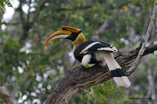 Picture 9 of The bird has the 'treasury' that appeals to most Vietnamese partners
