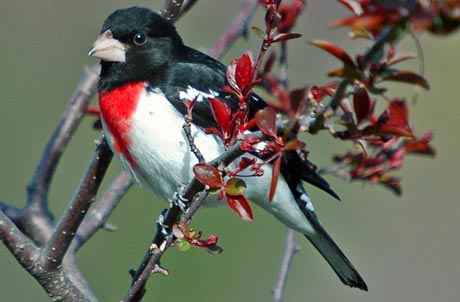 Picture 1 of The birds are getting smaller because of climate change