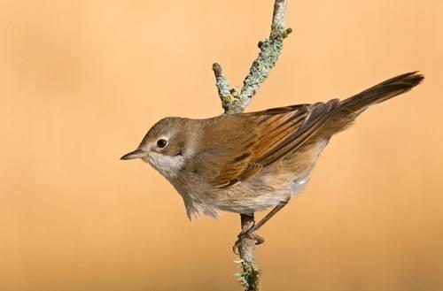 Picture 1 of The bird's migration distance is long