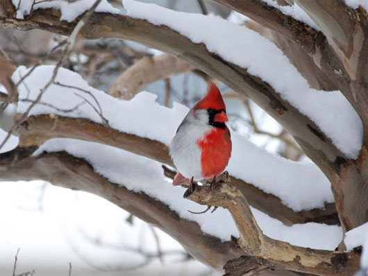 Picture 3 of The bisexual cardinal bears a half male and a half body