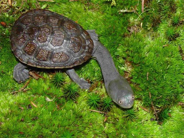 The bizarre appearance of snake neck turtles