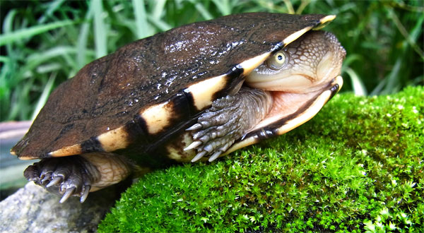 Picture 4 of The bizarre appearance of snake neck turtles