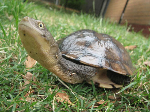 Picture 5 of The bizarre appearance of snake neck turtles