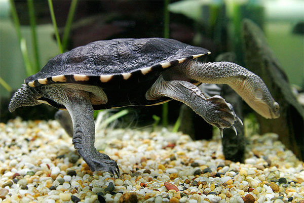 Picture 7 of The bizarre appearance of snake neck turtles