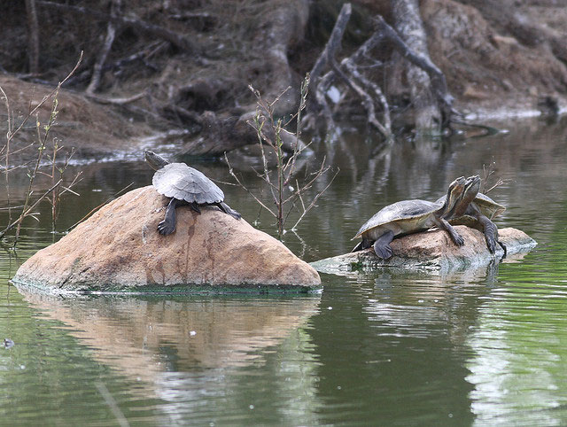 Picture 8 of The bizarre appearance of snake neck turtles