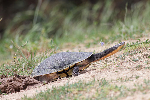Picture 9 of The bizarre appearance of snake neck turtles