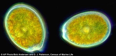 Picture 4 of The bizarre bacterial world