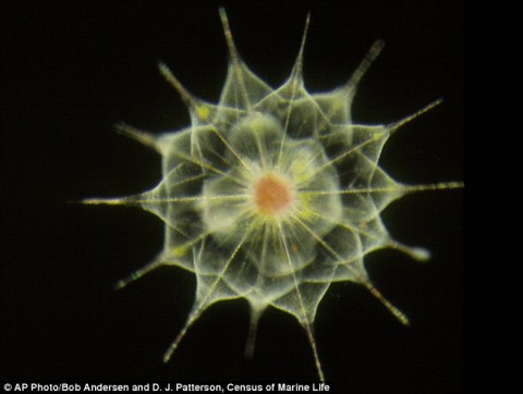 Picture 5 of The bizarre bacterial world