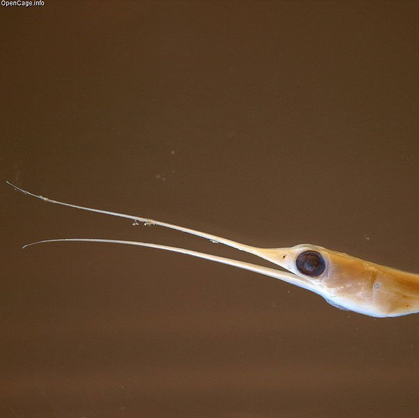 Picture 1 of The bizarre fish has a beak like a bird, the anus is located in the ... throat