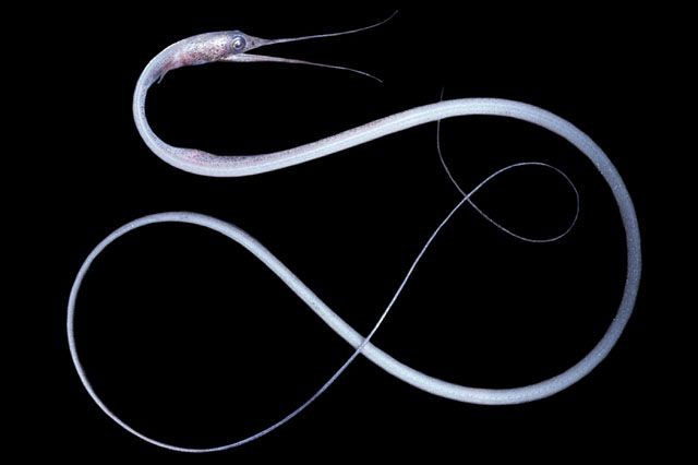 Picture 2 of The bizarre fish has a beak like a bird, the anus is located in the ... throat