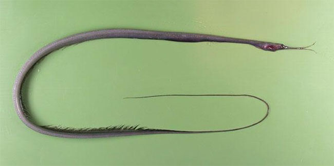 Picture 3 of The bizarre fish has a beak like a bird, the anus is located in the ... throat