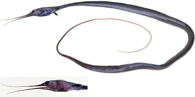 Picture 4 of The bizarre fish has a beak like a bird, the anus is located in the ... throat