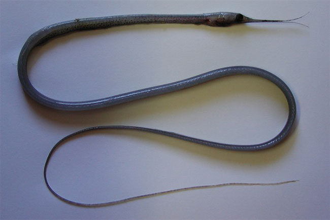 Picture 5 of The bizarre fish has a beak like a bird, the anus is located in the ... throat