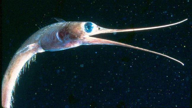 Picture 6 of The bizarre fish has a beak like a bird, the anus is located in the ... throat