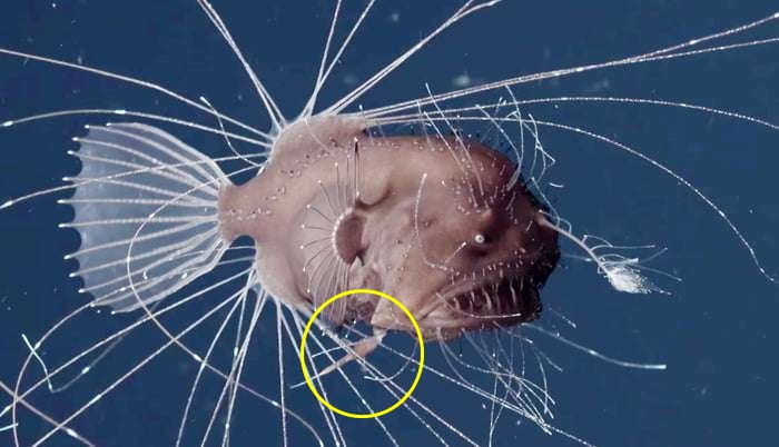 Picture 1 of The bizarre fish has skin and blood connected when intense