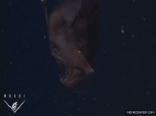 Picture 2 of The bizarre fish has skin and blood connected when intense