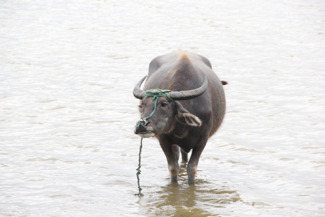 Picture 3 of The bizarre, horny bull horn, the president does not sell