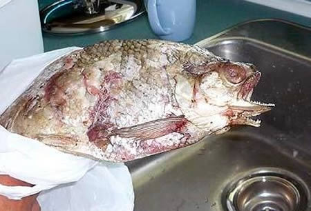 Picture 10 of The bizarre two-headed animals