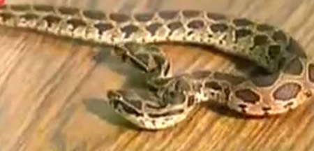 Picture 4 of The bizarre two-headed animals