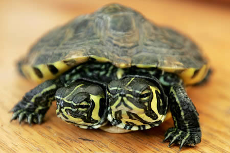 Picture 5 of The bizarre two-headed animals