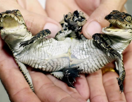 Picture 6 of The bizarre two-headed animals