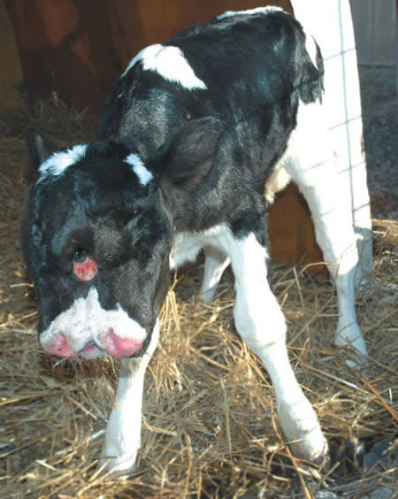 Picture 7 of The bizarre two-headed animals
