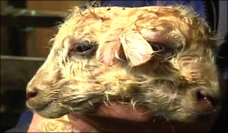 Picture 8 of The bizarre two-headed animals