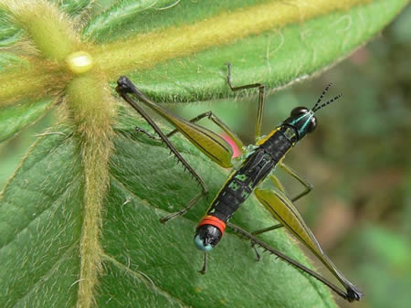 Picture 9 of The bizarre two-headed animals