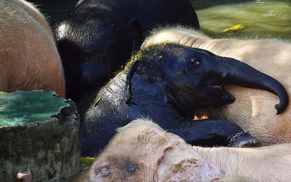 Picture 1 of The black elephant 'strum' is close to the white elephants