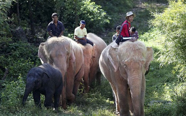 Picture 2 of The black elephant 'strum' is close to the white elephants