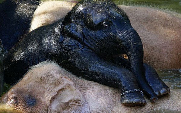 Picture 3 of The black elephant 'strum' is close to the white elephants