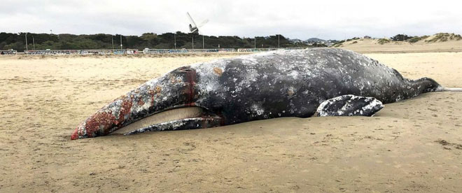 The bodies of nine gray whales were discovered floating in California ...