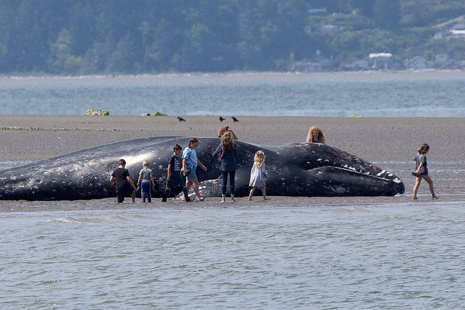 Picture 3 of The bodies of nine gray whales were discovered floating in California waters