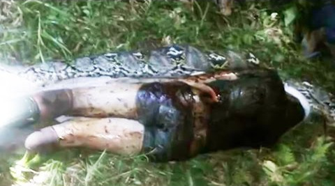 Picture 1 of The body of Indonesian man in python belly 7 meters long