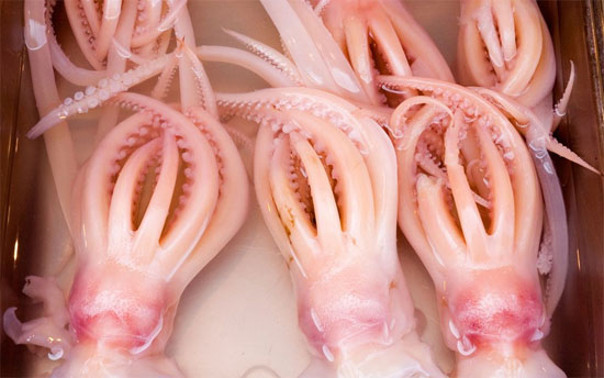 Picture 1 of The bomb is in the belly of the squid