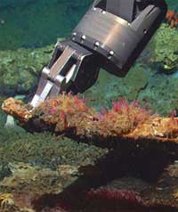 Picture 4 of The bone-eating worms are bizarre