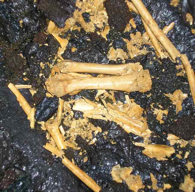 Picture 3 of The bones in lava tubes reveal Haai's natural history
