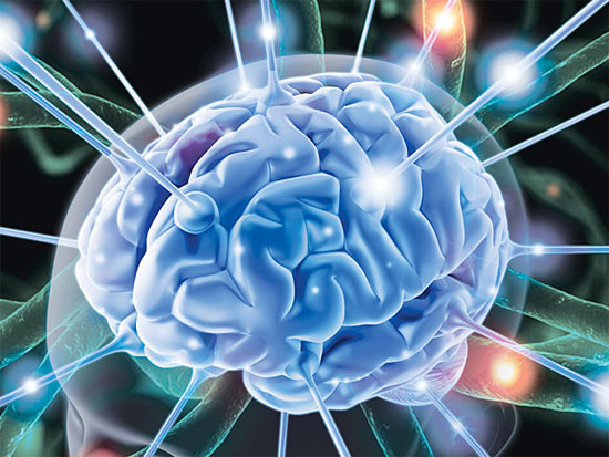 Picture 1 of The brain is 'innocent' in the wrong decisions of people
