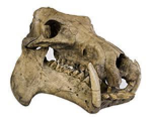 Picture 1 of The brain size of a dwarf hobbit can be explained by the hippo island's life