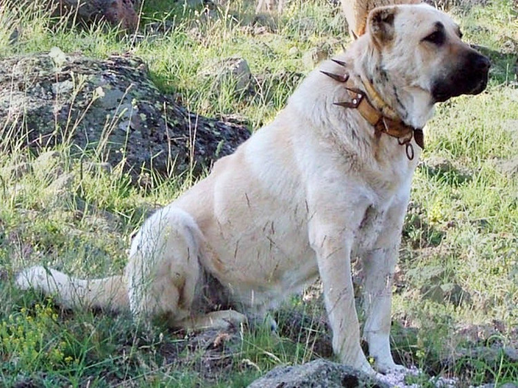 Picture 3 of The breed has a 'lion bite' stronger than a Tibetan dog