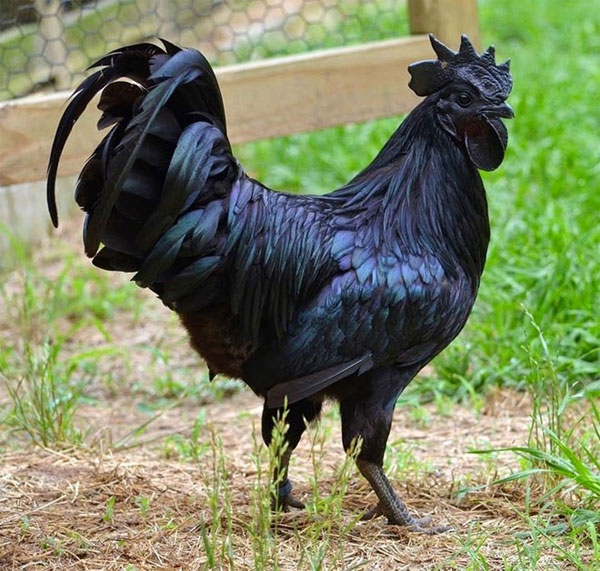Picture 1 of The breed of precious chicken is black from the inside out