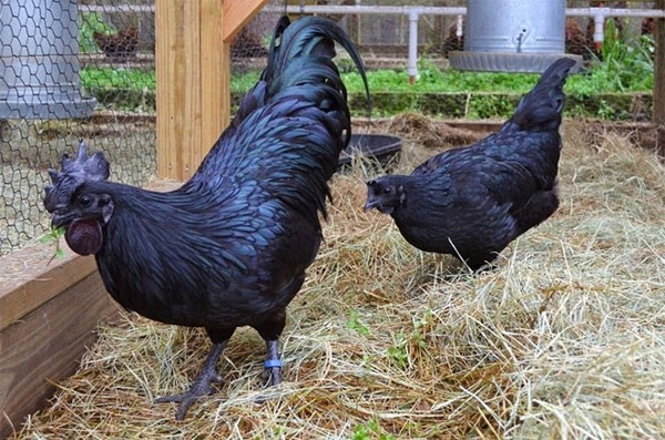 Picture 2 of The breed of precious chicken is black from the inside out