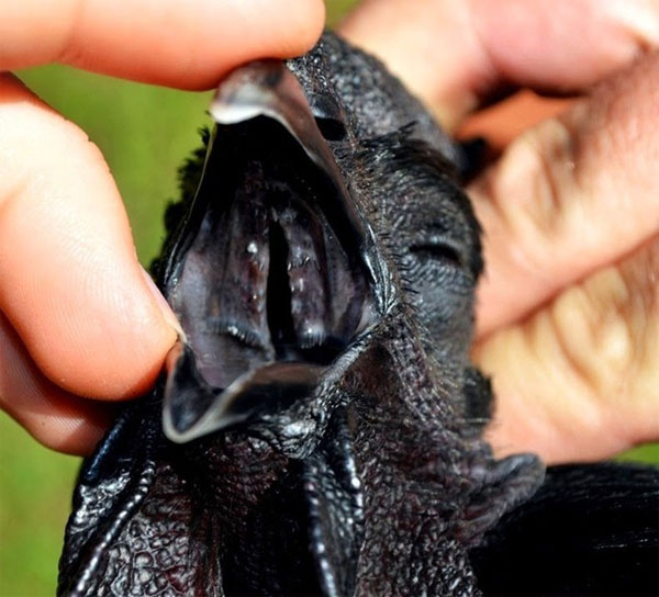 Picture 3 of The breed of precious chicken is black from the inside out