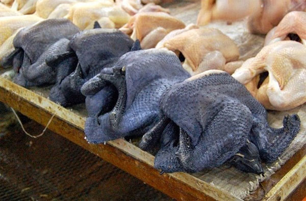 Picture 4 of The breed of precious chicken is black from the inside out