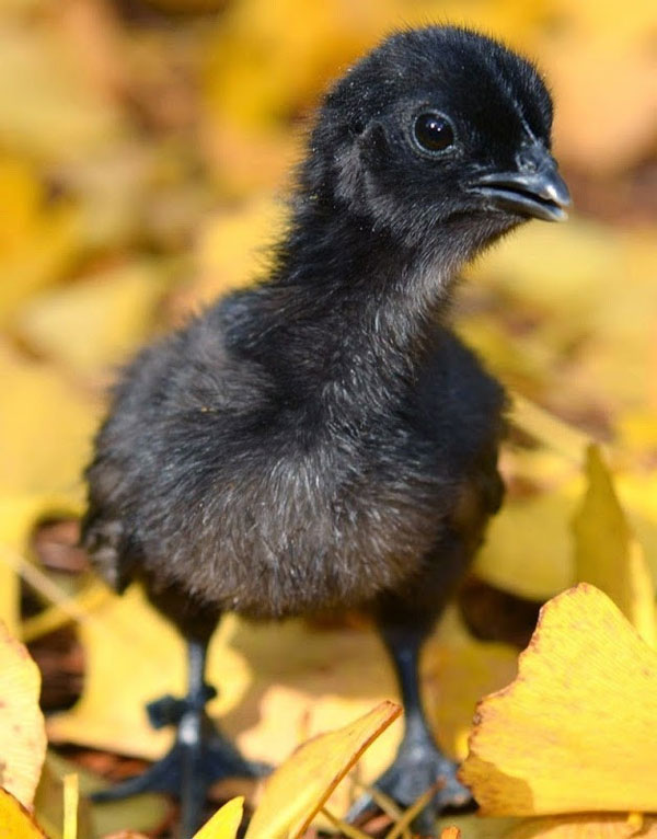 Picture 5 of The breed of precious chicken is black from the inside out