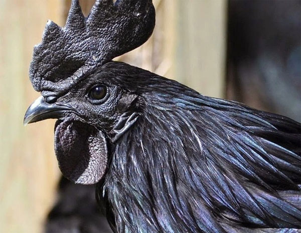 Picture 6 of The breed of precious chicken is black from the inside out