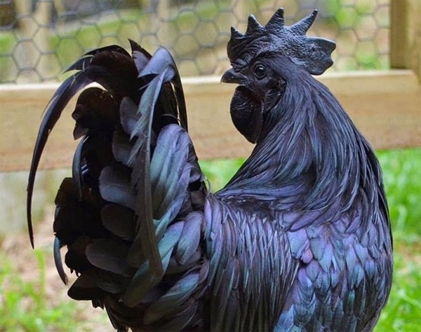 Picture 7 of The breed of precious chicken is black from the inside out