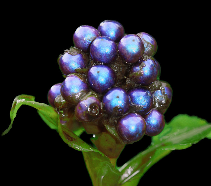 Picture 1 of The brightest forest fruit on the planet